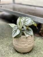 Zdjęcie doniczki lub oslonki: Oslonka Gold Basket 11 × 13 cm, ujęcie 2