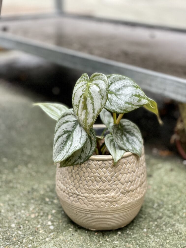 Zdjęcie doniczki lub oslonki: Oslonka Gold Basket 11 × 13 cm, ujęcie 2