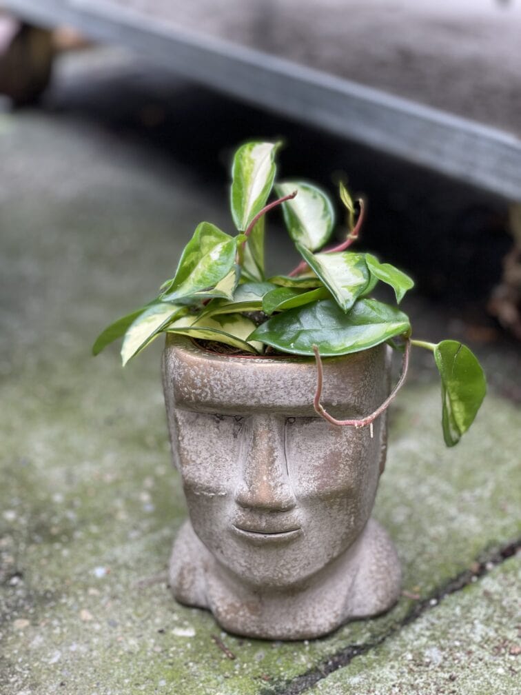 Zdjęcie doniczki lub oslonki: Oslonka Moai 8 × 16 cm, ujęcie 4