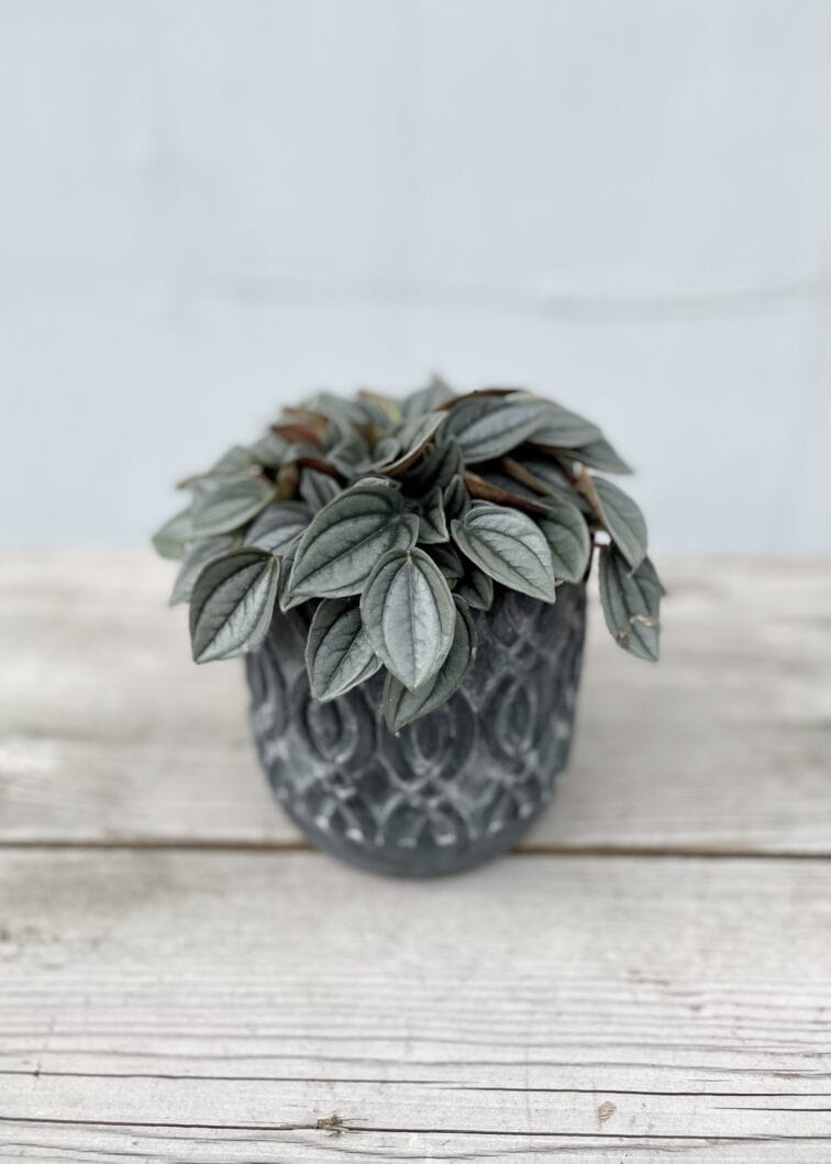 peperomia-napoli-nights_10x15-1_1661594620.jpg Zdjęcie rosliny doniczkowej Peperomia Napoli Nights, ujęcie 1