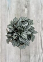 Zdjęcie rosliny doniczkowej Peperomia Napoli Nights, ujęcie 2