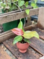 Zdjęcie rosliny doniczkowej Philodendron Prince of Orange, ujęcie 3