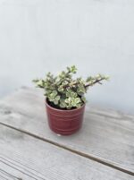 Zdjęcie rosliny doniczkowej Portulacaria Afra variegata, ujęcie 1
