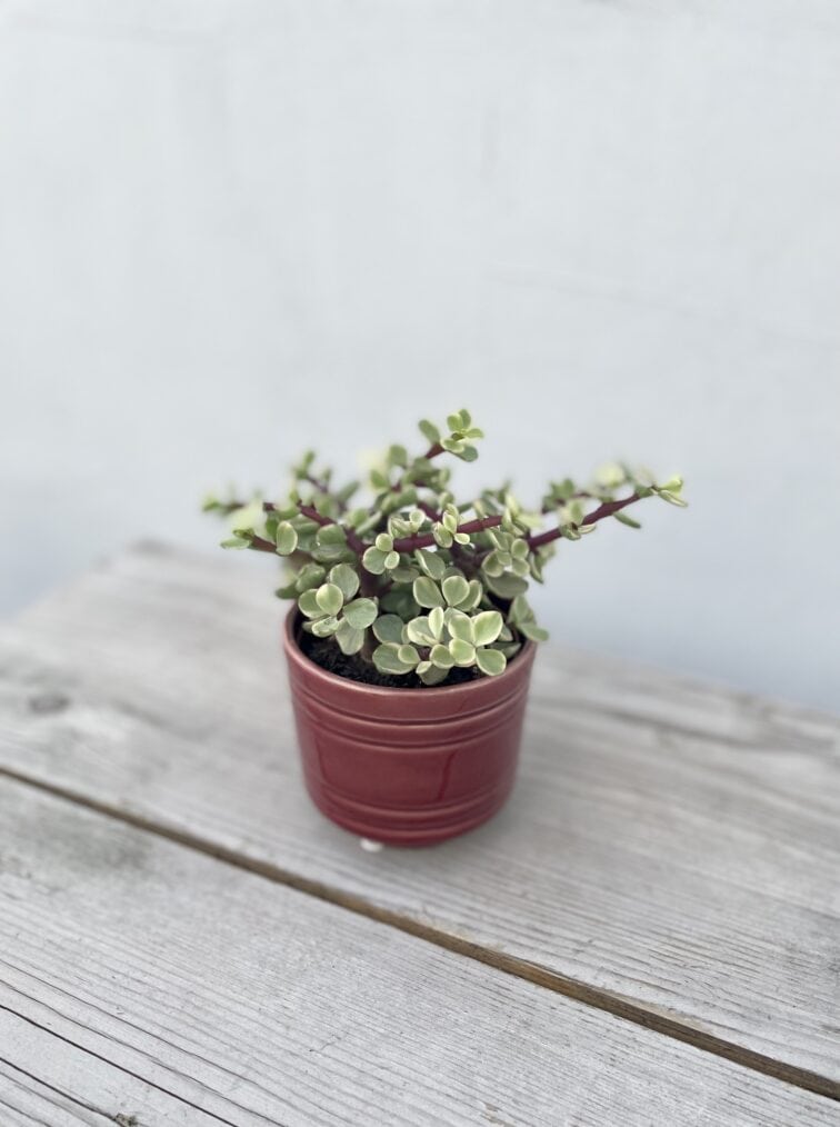 portulacaria-afra-variegata_8x15-1_1660910547.jpg Zdjęcie rosliny doniczkowej Portulacaria Afra variegata, ujęcie 1