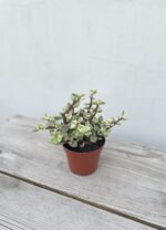 Zdjęcie rosliny doniczkowej Portulacaria Afra variegata, ujęcie 3