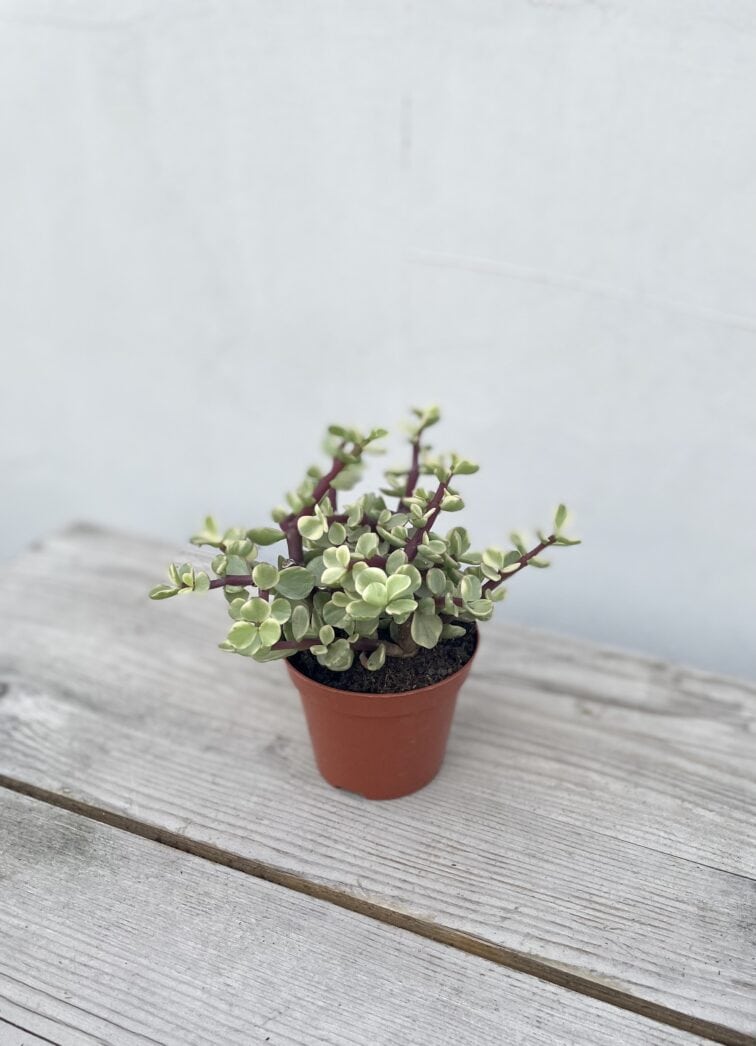 Zdjęcie rosliny doniczkowej Portulacaria Afra variegata, ujęcie 3