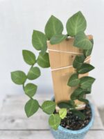 Zdjęcie rosliny doniczkowej Rhaphidophora hayi, ujęcie 2