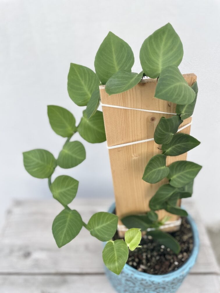 Zdjęcie rosliny doniczkowej Rhaphidophora hayi, ujęcie 2