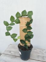 Zdjęcie rosliny doniczkowej Rhaphidophora hayi, ujęcie 3