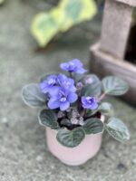 Zdjęcie rosliny doniczkowej Saintpaulia Light Blue, ujęcie 1