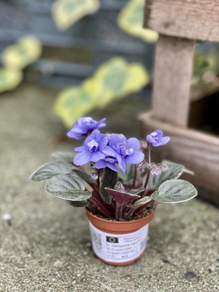 Zdjęcie rosliny doniczkowej Saintpaulia Light Blue, ujęcie 2
