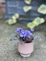 Zdjęcie rosliny doniczkowej Saintpaulia Light Blue, ujęcie 3