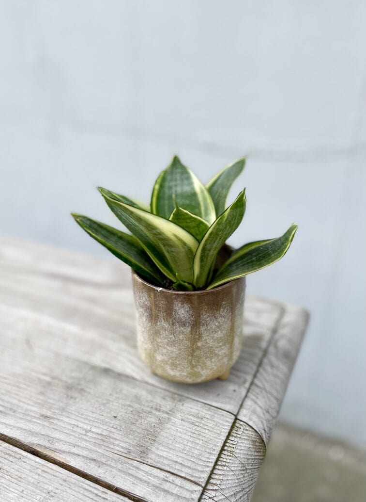 sansevieria-golden-hahnii_6x12-1_1661595045.jpg Zdjęcie rosliny doniczkowej Sansevieria Golden Hahnii, ujęcie 1