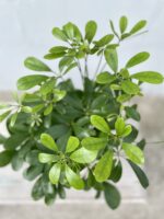 Zdjęcie rosliny doniczkowej Schefflera arbricola Nora, ujęcie 2