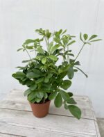 Zdjęcie rosliny doniczkowej Schefflera arbricola Nora, ujęcie 3