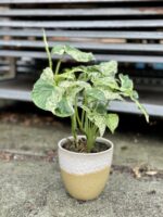 Zdjęcie rosliny doniczkowej Syngonium podophyllum "Mottled", ujęcie 1