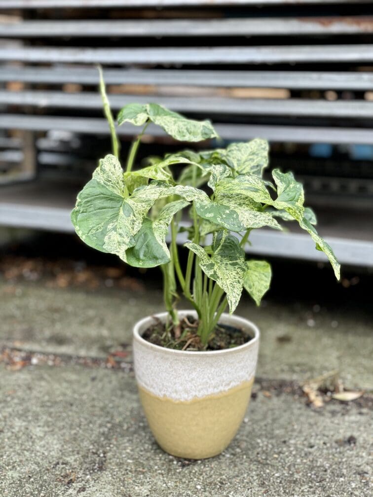 Zdjęcie rosliny doniczkowej Syngonium podophyllum "Mottled", ujęcie 1