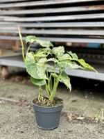 Zdjęcie rosliny doniczkowej Syngonium podophyllum "Mottled", ujęcie 2
