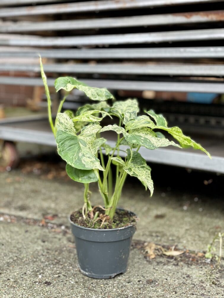 Zdjęcie rosliny doniczkowej Syngonium podophyllum "Mottled", ujęcie 2