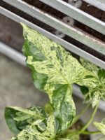 Zdjęcie rosliny doniczkowej Syngonium podophyllum "Mottled", ujęcie 3