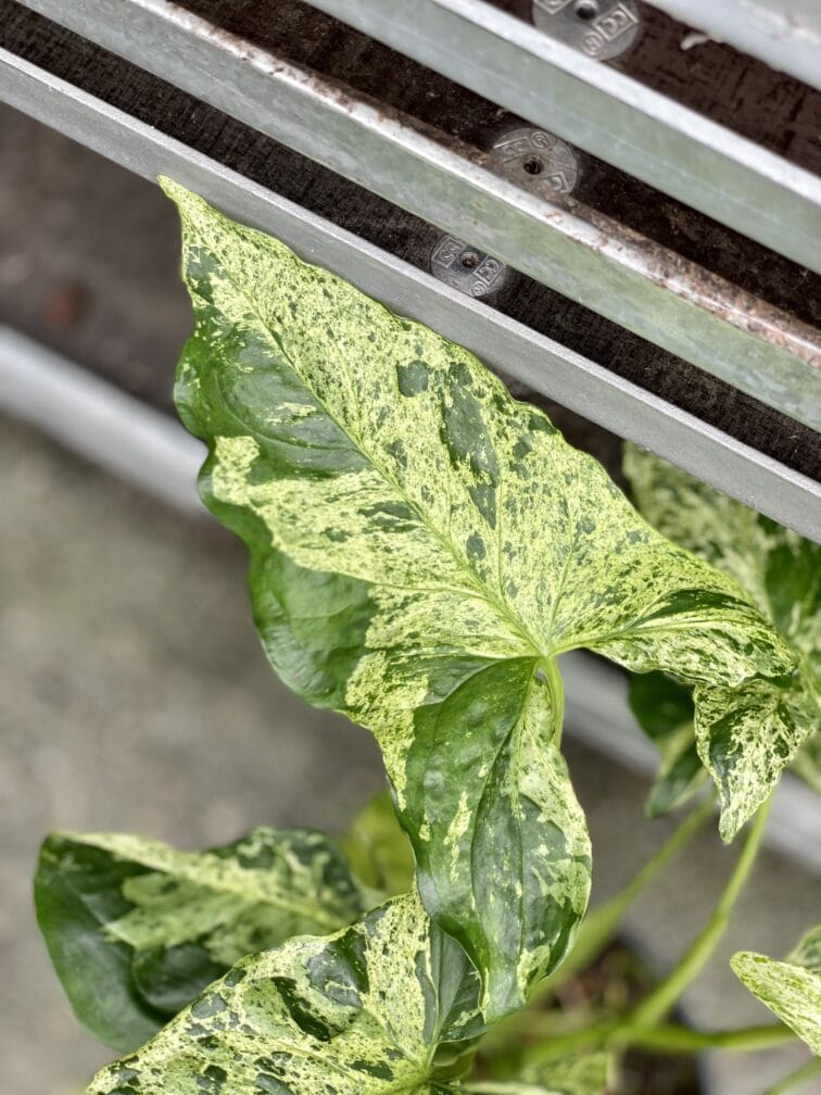 Zdjęcie rosliny doniczkowej Syngonium podophyllum "Mottled", ujęcie 3