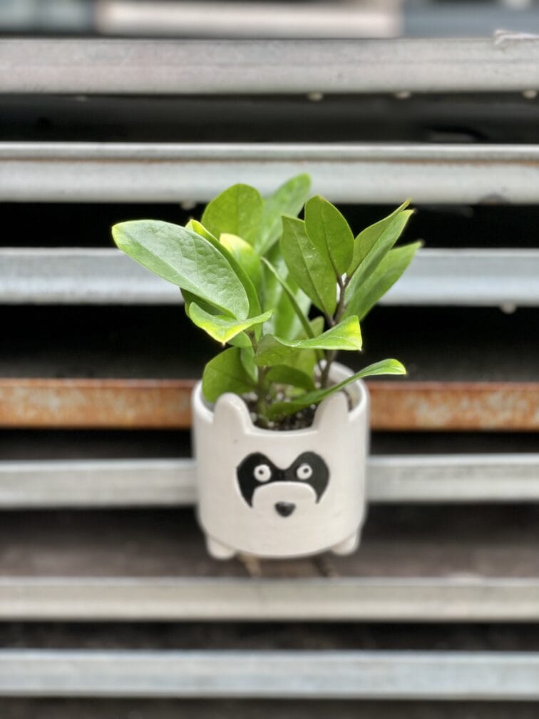 zamioculcas-zamicro_6x15-1_1660391639.jpg Zdjęcie rosliny doniczkowej Zamioculcas zamicro, ujęcie 1