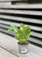 Zdjęcie rosliny doniczkowej Zamioculcas zamicro, ujęcie 2