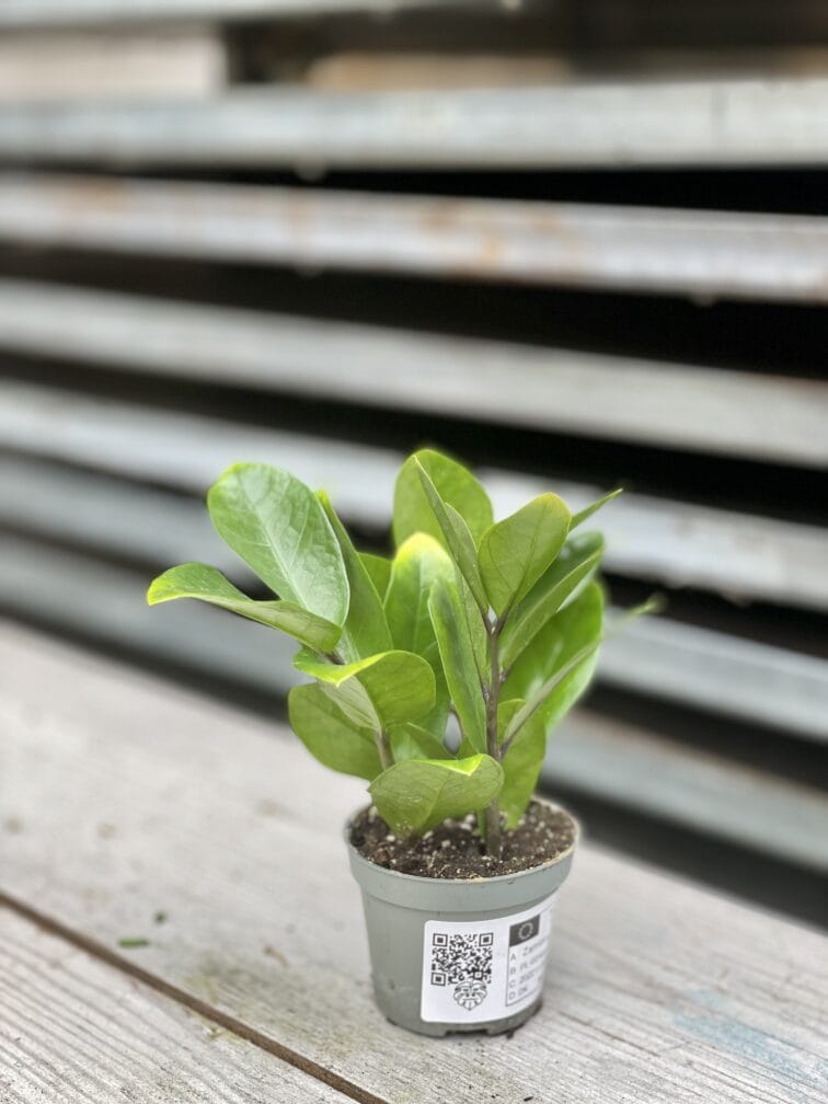 Zdjęcie rosliny doniczkowej Zamioculcas zamicro, ujęcie 2