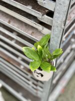 Zdjęcie rosliny doniczkowej Zamioculcas zamicro, ujęcie 3