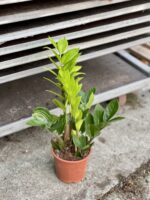 Zdjęcie rosliny doniczkowej Zamioculcas Zamiifolia, ujęcie 1