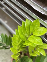 Zdjęcie rosliny doniczkowej Zamioculcas Zamiifolia, ujęcie 2