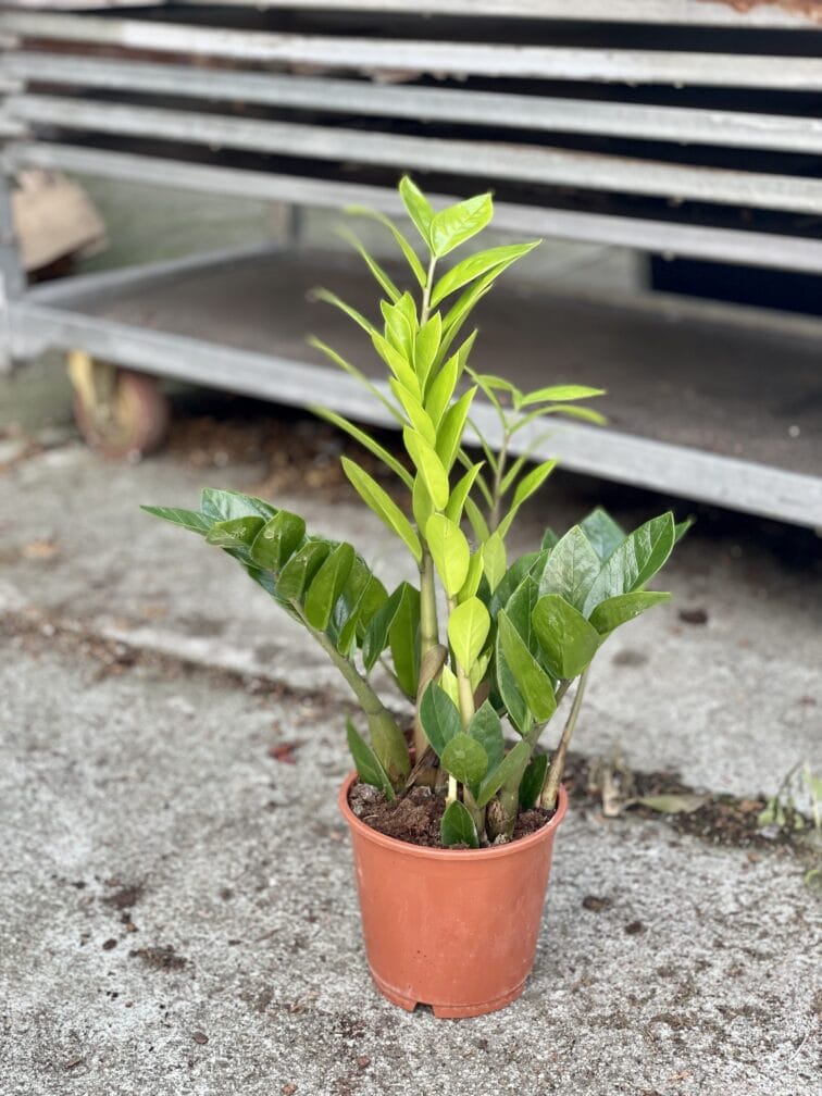 Zdjęcie rosliny doniczkowej Zamioculcas Zamiifolia, ujęcie 3
