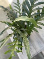 Zdjęcie rosliny doniczkowej Aglaomorpha coronans Jim, ujęcie 2