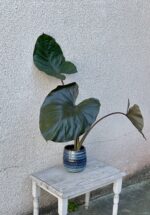 Zdjęcie rosliny doniczkowej Alocasia Metalhead, ujęcie 1