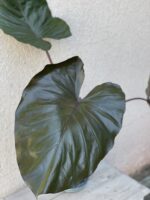 Zdjęcie rosliny doniczkowej Alocasia Metalhead, ujęcie 2