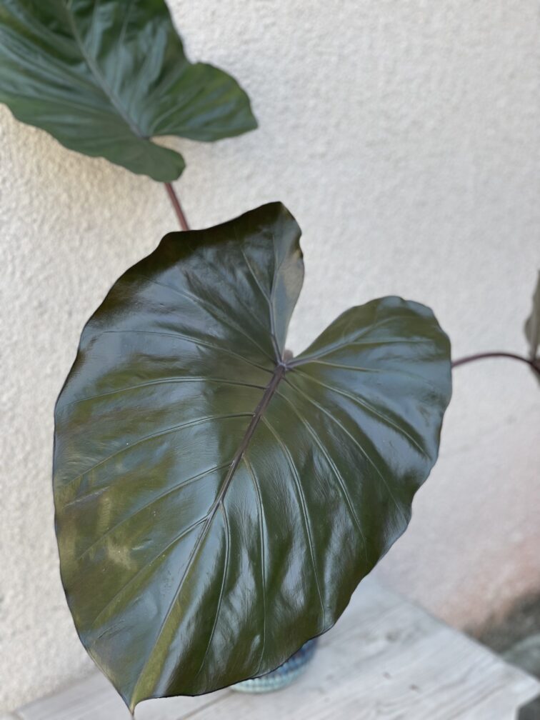 Zdjęcie rosliny doniczkowej Alocasia Metalhead, ujęcie 2