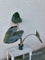 Zdjęcie rosliny doniczkowej Alocasia Metalhead, ujęcie 3