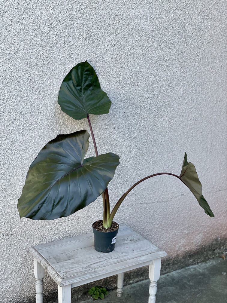 Zdjęcie rosliny doniczkowej Alocasia Metalhead, ujęcie 3