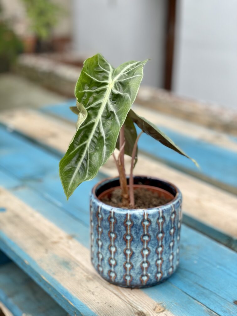 Zdjęcie rosliny doniczkowej Alocasia Purple Nights, ujęcie 1