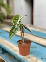 Zdjęcie rosliny doniczkowej Alocasia Purple Nights, ujęcie 2
