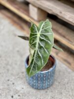 Zdjęcie rosliny doniczkowej Alocasia Purple Nights, ujęcie 3