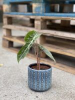 Zdjęcie rosliny doniczkowej Alocasia Purple Nights, ujęcie 4