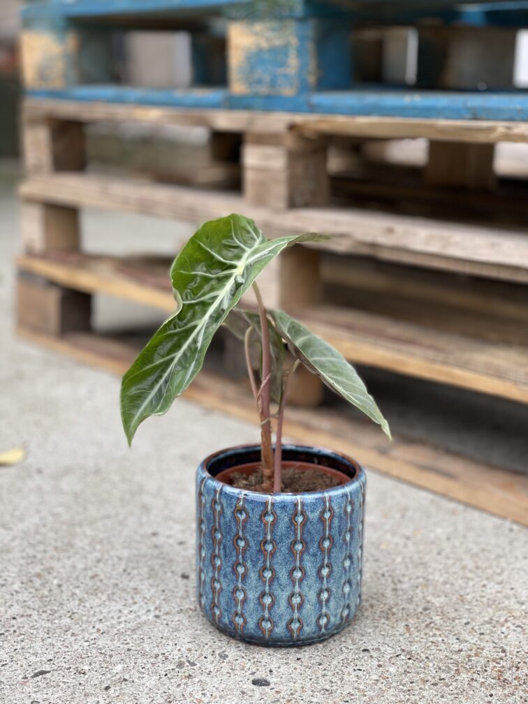 Zdjęcie rosliny doniczkowej Alocasia Purple Nights, ujęcie 4
