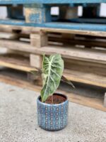 Zdjęcie rosliny doniczkowej Alocasia Purple Nights, ujęcie 5