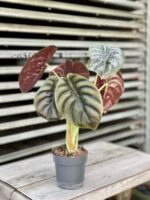Zdjęcie rosliny doniczkowej Alocasia Red Secret, ujęcie 1