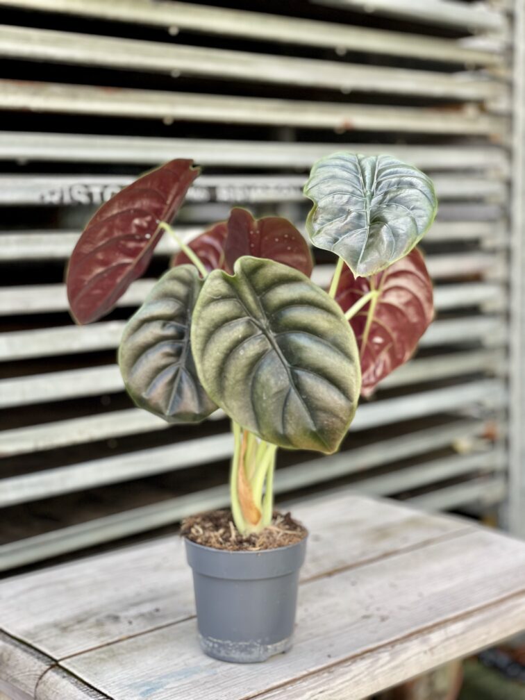 Zdjęcie rosliny doniczkowej Alocasia Red Secret, ujęcie 1