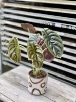 Zdjęcie rosliny doniczkowej Alocasia Red Secret, ujęcie 2