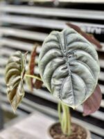 Zdjęcie rosliny doniczkowej Alocasia Red Secret, ujęcie 3