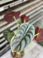 Zdjęcie rosliny doniczkowej Alocasia Red Secret, ujęcie 4