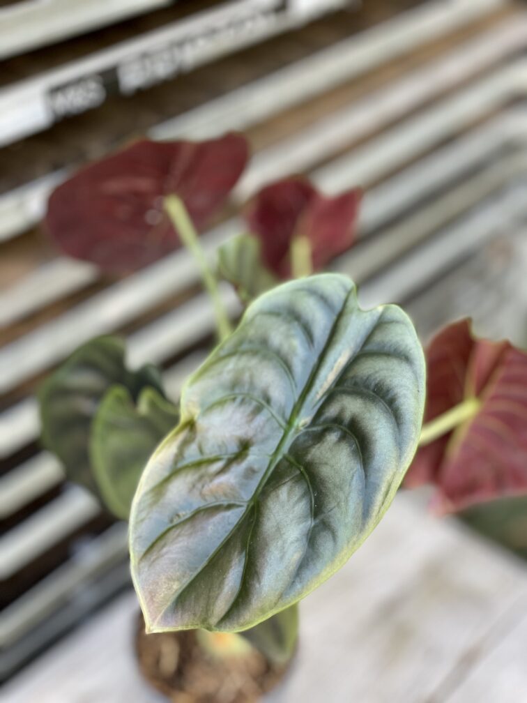 Zdjęcie rosliny doniczkowej Alocasia Red Secret, ujęcie 4